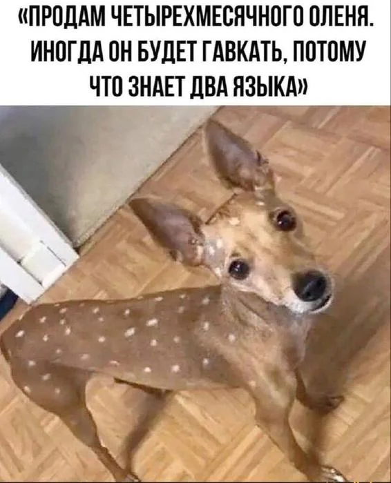 Деграднем в мемах