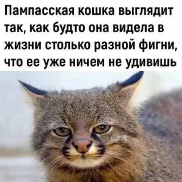 Мемы с кайфом