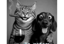 Прикольные и просто красивые картинки