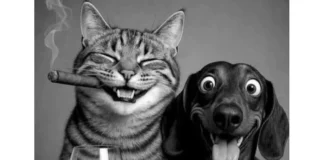 Прикольные и просто красивые картинки