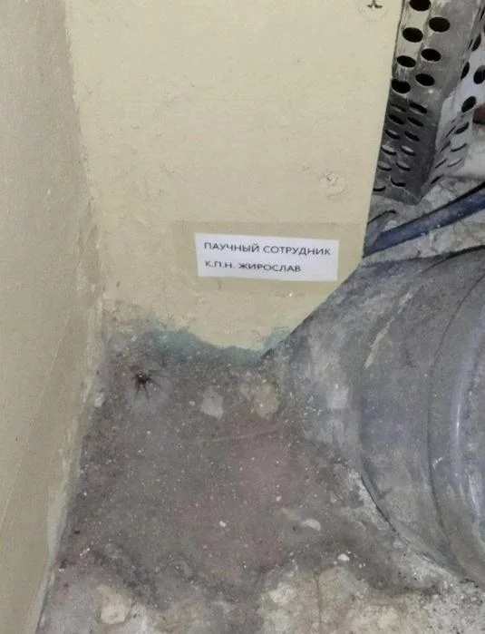 Деграднем в мемах