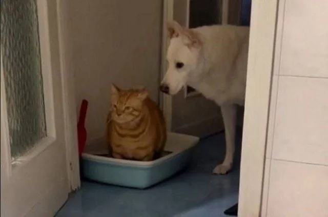 Заряжаем юмор с мемами