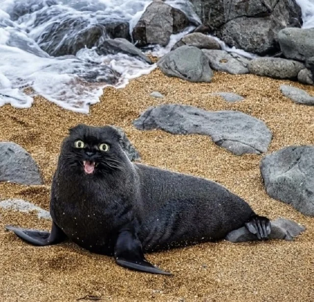 Ну прям свежие мемы