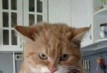 Мемы для настроения