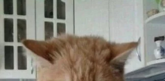 Мемы для настроения