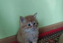 Деградация в баянах