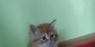 Деградация в баянах