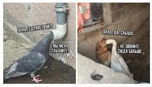 Мемы заказывали?