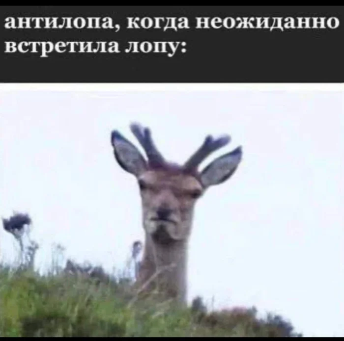 Пошлые мемы и чёрный юмор 18+ | Подборка #38 Пошлые мемы и чёрный юмор 18+ | Подборка #38