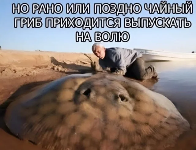 Мема-градия в баянах