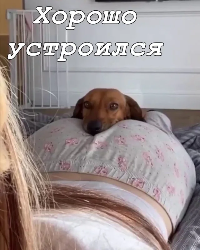 Немного пошлых мемов и забавных картинок