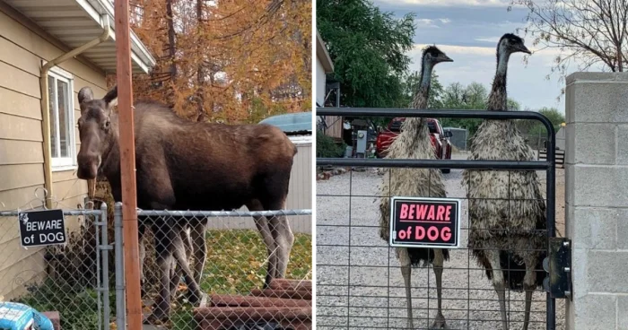 16 смешных ситуаций, когда таблички обещали одно, а происходило совсем другое 16 смешных ситуаций, когда таблички обещали одно, а происходило совсем другое