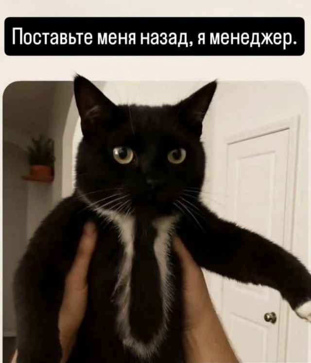 Деградация подъехала: Мемы