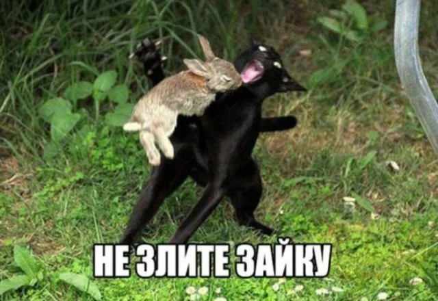 Мемы нестандартного юмора