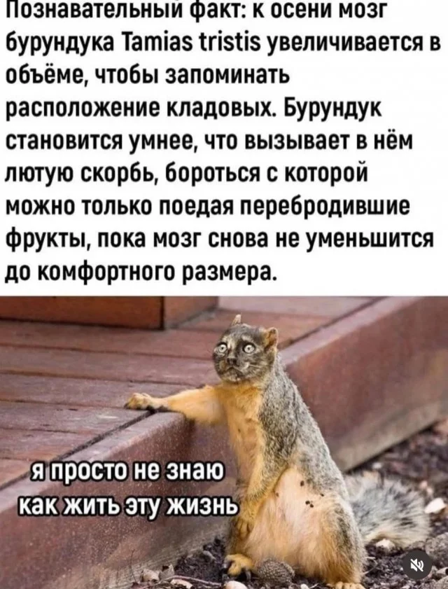 Мемное ассорти