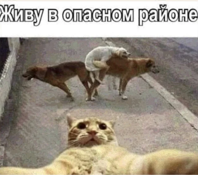 Просроченные мемы