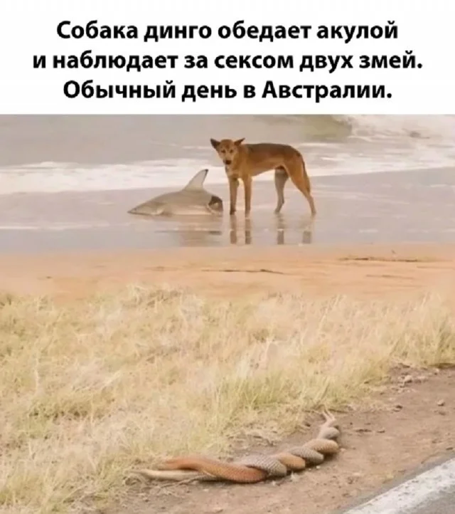 Обожаю мемы!