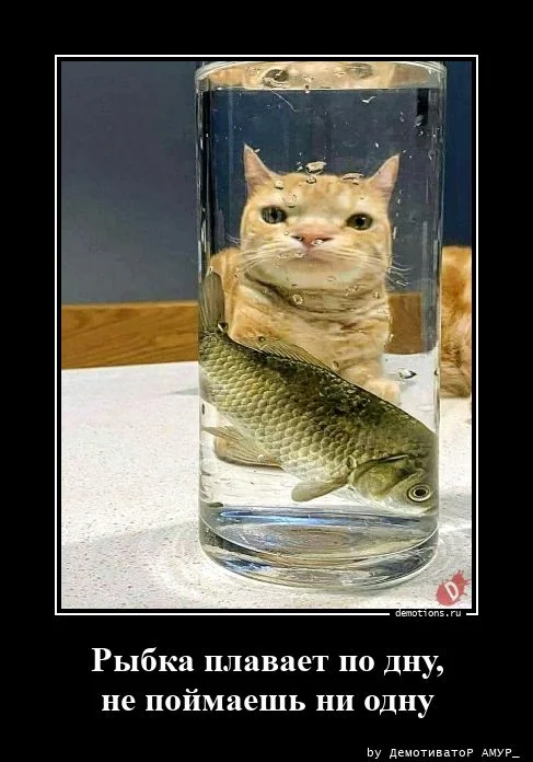 Свежая порция демотиваторов — иронично, жизненно и с сарказмом