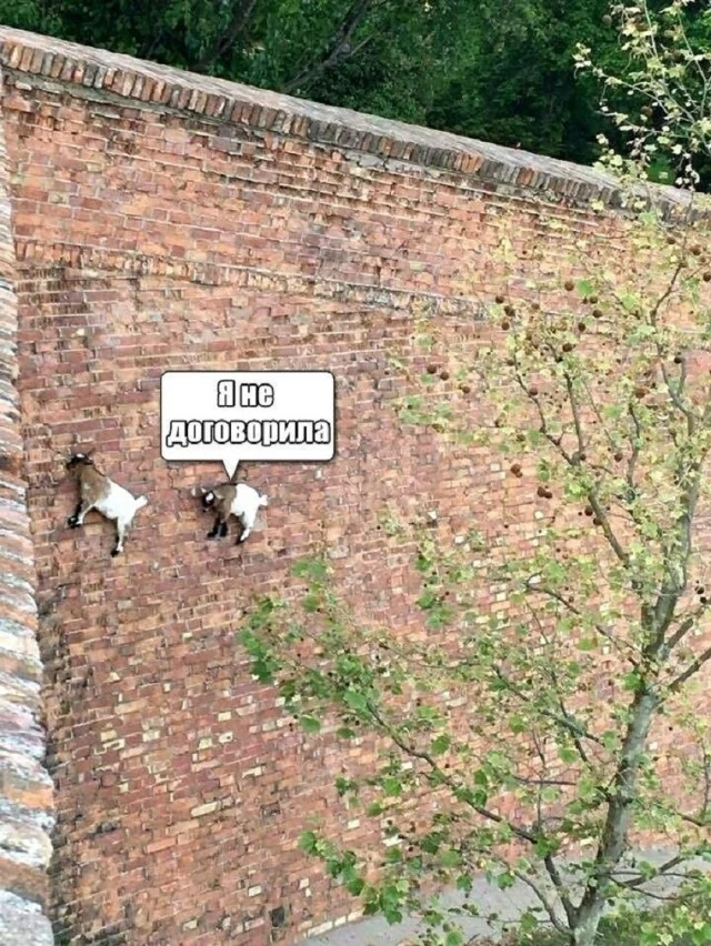 Вчерашние мемы