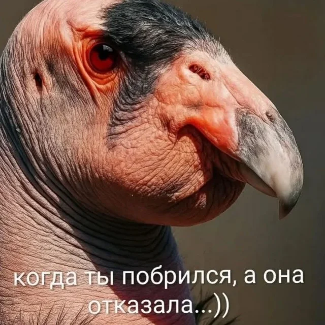 Классные и актуальные мемы