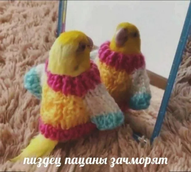 Вау! Деградация в мемах!