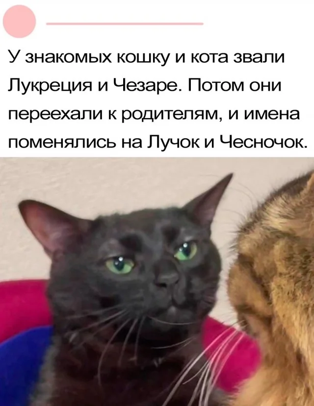 Плохое настроение? Держи мемы!