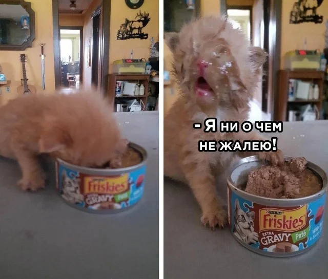 Деграднем в мемах