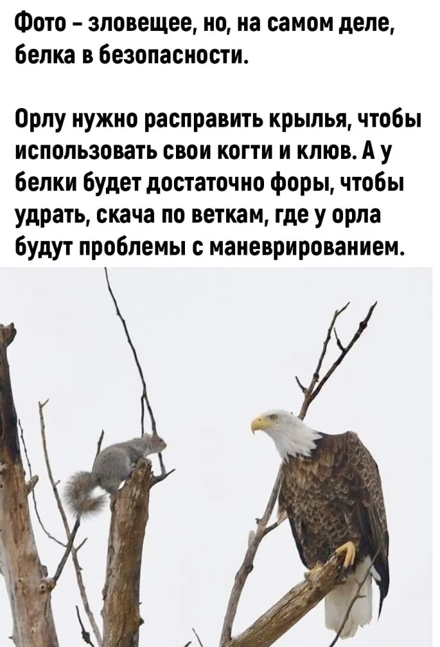 Получается мемы подвезли