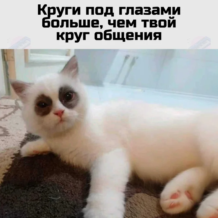 Подборка мемов о взрослой жизни — грустно, но смешно до слёз Подборка мемов о взрослой жизни — грустно, но смешно до слёз