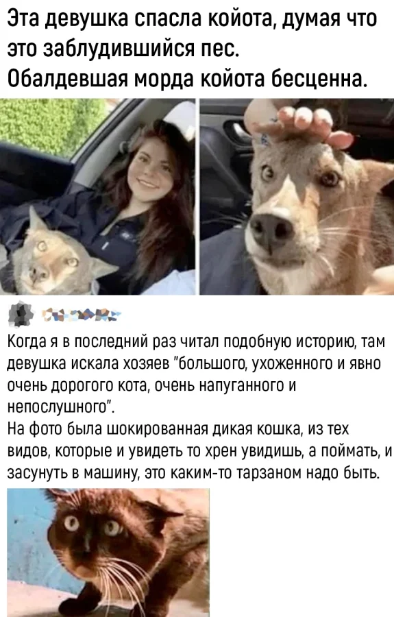 Юмор. Наверное.