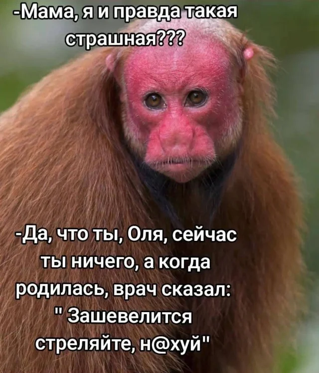 Мемы заказывали?