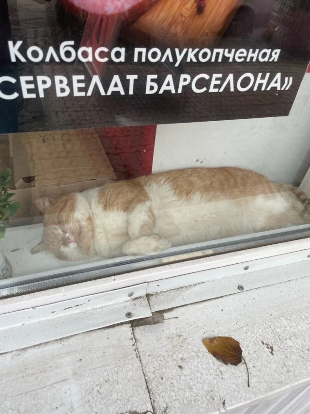 Юмор по теме колбасы