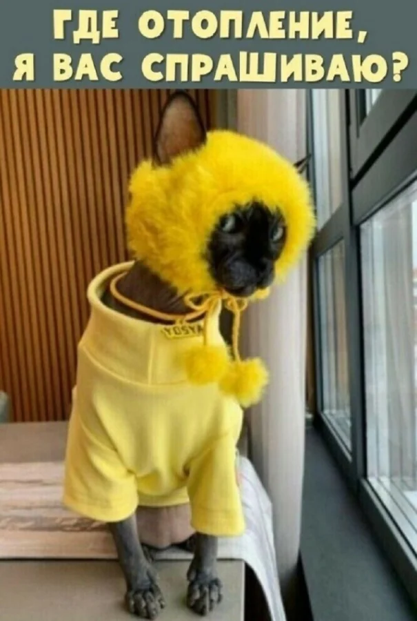 Типичные мемы