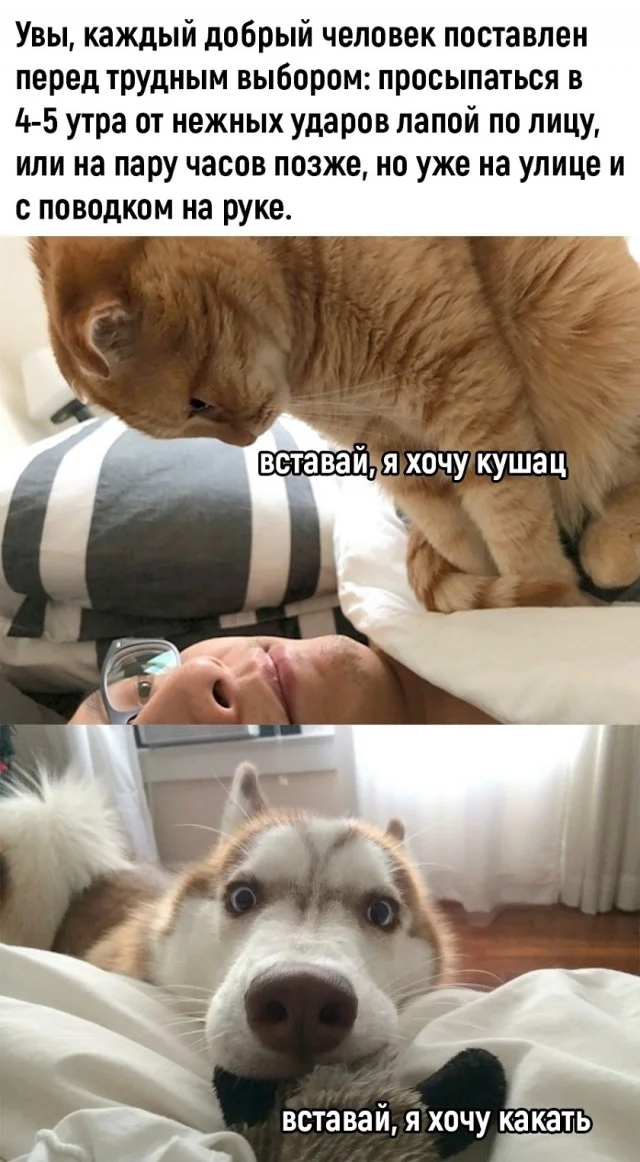 Мемы для настроения