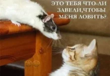 Вчерашние мемы