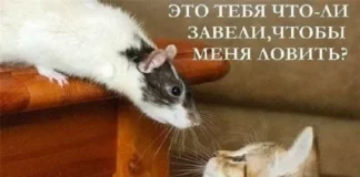 Вчерашние мемы