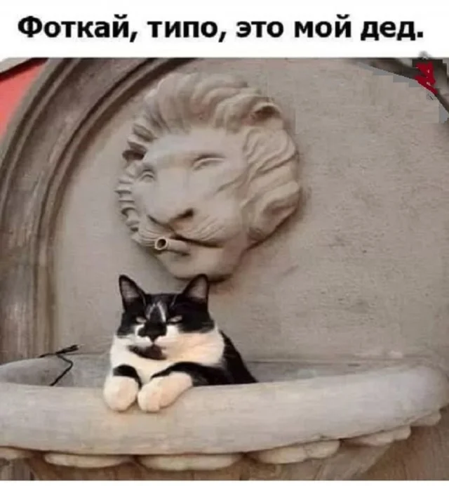 Обожаю мемы!