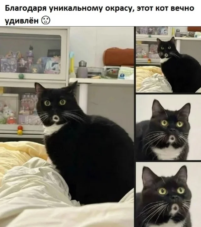 Обожаю мемы!