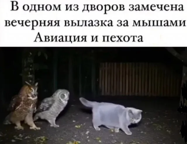 Мемы с юмором