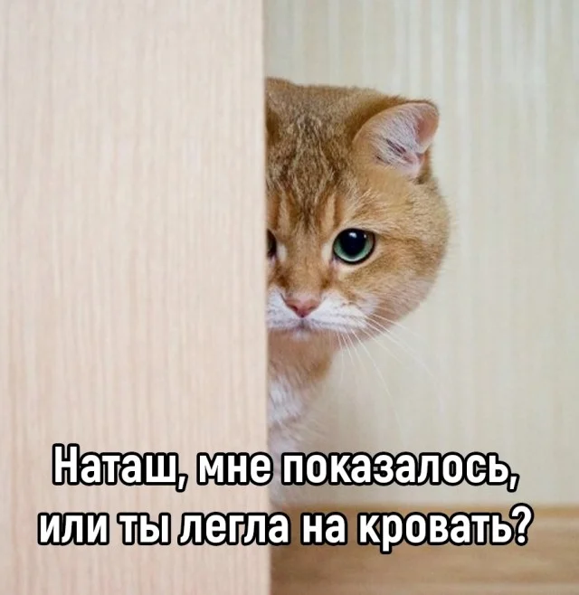 Получается мемы подвезли