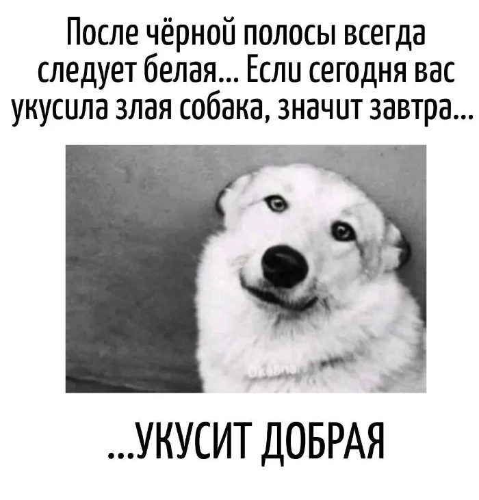 Игра слов – каламбуры, словесный юмор и прикольные картинки #134