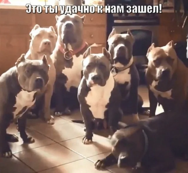 Обожаю мемы!