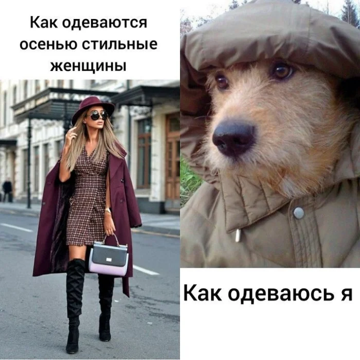 Осенний юмор: подборка шуток Осенний юмор: подборка шуток