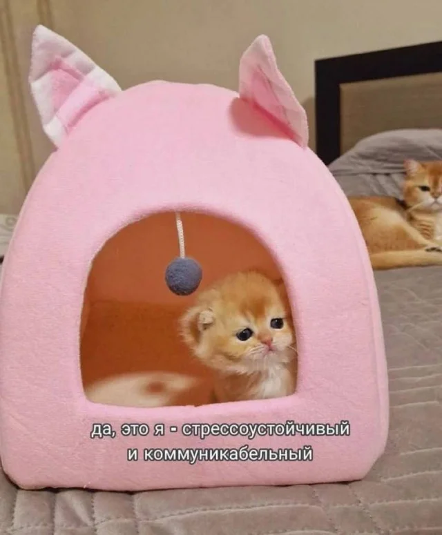 Деградация в баянах