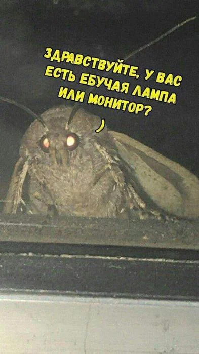 Деграднем в мемах