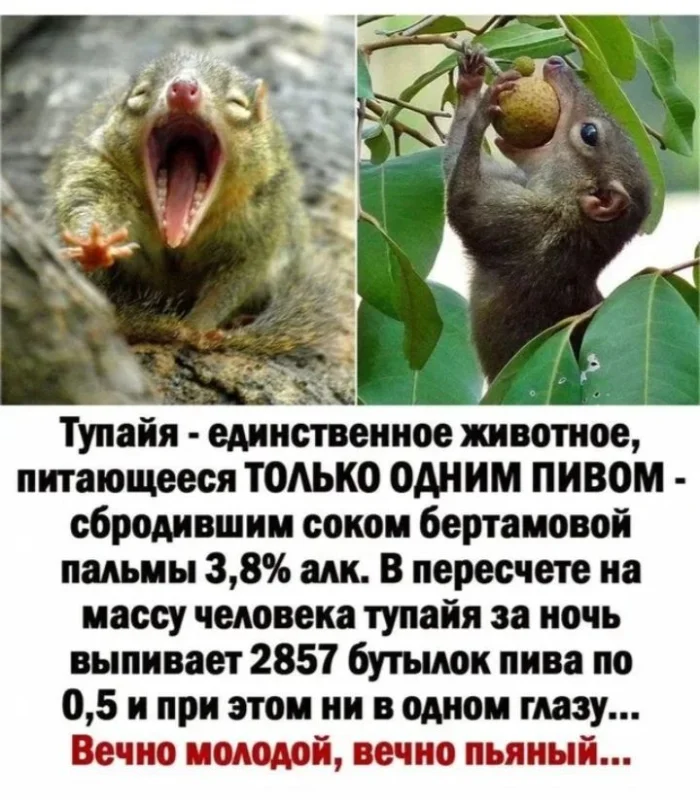 Про зверей и людей