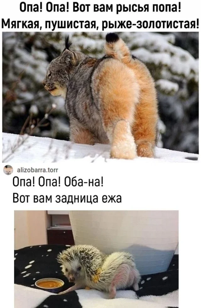 Деградация подъехала: Мемы