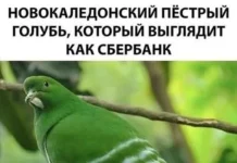 Позитивное настроение в картинках