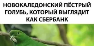 Позитивное настроение в картинках