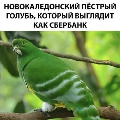 Позитивное настроение в картинках Позитивное настроение в картинках